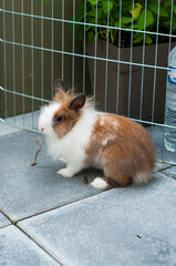 Un joli lapin nain - cage