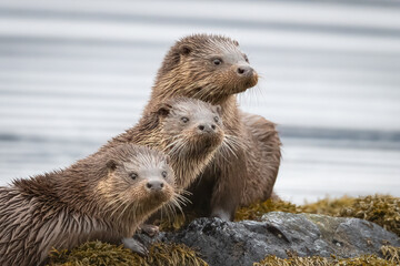 Mother and two otter kits