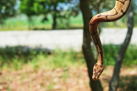 Ball Python Hanging Down From Tree In Forest With Sun Light, Selective Focus