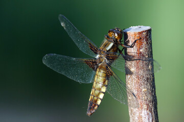 Gros plan sur les libellules au bord d'un étang en Sologne