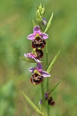 Hummel-Ragwurz (Ophrys holoserica)