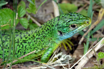 Magnifique lézard vert sous le soleil de Sologne
