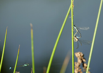 Gros plan sur les libellules au bord d'un étang en Sologne
