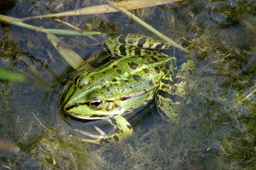 Grenouille verte sur les bord d'un étang en Sologne