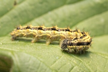 caterpillar small tortoiseshell on a leaf