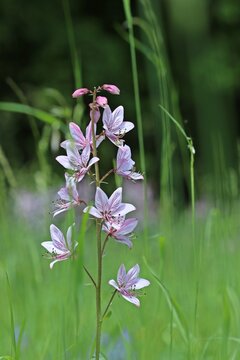 Diptam (Dictamnus albus)