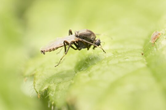 little fly Simulium on a leaf