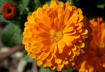 Gros plan sur le cœur de fleur colorée 