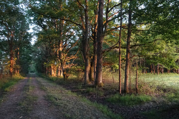 Promenade dans les bois de Sologne au coucher du soleil