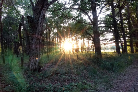 Promenade dans les bois de Sologne au coucher du soleil