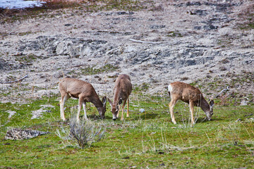 Herd of three small deer grazing on hillside