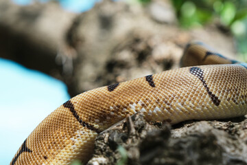 Patterned Python Snake Skin on Blurred Tree. Selective Focus