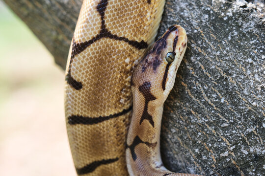 Ball python snake on wood. Snake has patterned shiny skin. Selective focus