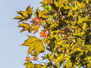 Tree branch with dark red leaves, Acer platanoides, the Norway maple Crimson King. Red Maple acutifoliate Crimson King, young plant with green background.