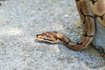Royal, Ball Python Snake Is Coming Down From The Stone. Copy Space and Text Area. Selective Focus