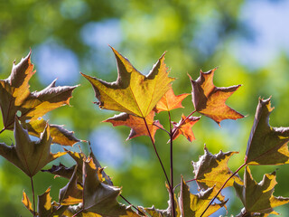 Tree branch with dark red leaves, Acer platanoides, the Norway maple Crimson King. Red Maple acutifoliate Crimson King, young plant with green background.