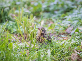 A fieldfare chick, Turdus pilaris, has left the nest and sitting on the spring lawn. A fieldfare...