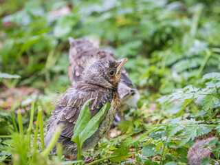 A fieldfare chick, Turdus pilaris, has left the nest and sitting on the spring lawn. A fieldfare chick sits on the ground and waits for food from its parents.