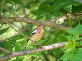 Common chaffinch, Fringilla coelebs, sits on a branch in spring on green background. Common chaffinch in wildlife.