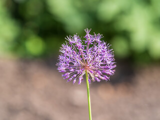 Close-up of the inflorescence of the Rosenbachian onion, Allium rosenbachianum, blooming in the garden