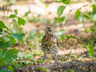 A fieldfare chick, Turdus pilaris, has left the nest and sitting on the spring lawn. A fieldfare chick sits on the ground and waits for food from its parents.