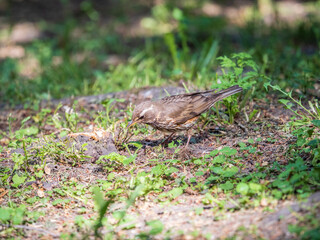Wood bird Redwing, Turdus iliacus, on a sprng lawn.
