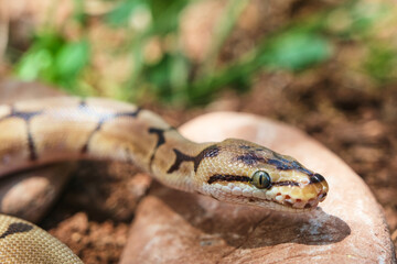 Selective Focus Exotic Ball Python Snake On Rock. Snake Head Portrait