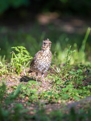 A fieldfare chick, Turdus pilaris, has left the nest and sitting on the spring lawn. A fieldfare chick sits on the ground and waits for food from its parents.