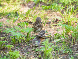 Naklejka na ściany i meble Wood bird Redwing, Turdus iliacus, feeds the chick with earthworms on the ground. An adult chick left the nest but its parents continue to take care of him.