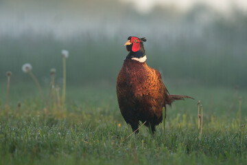 Bażant na łące mokrej od rosy.