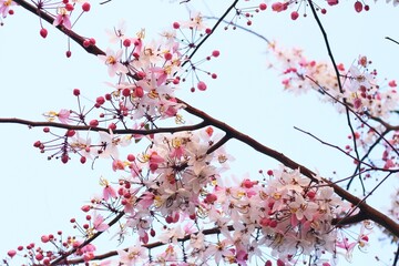 cherry blossom in spring