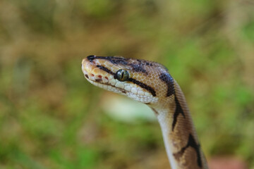 Selective Focus Python Snake Looking At Right With Blurred Green Leaves