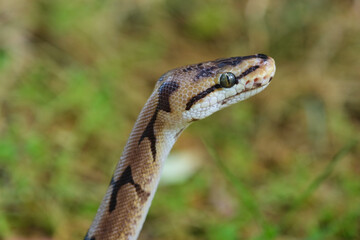 Snake Head Portrait, Exotic Ball Python Looking At Right. Selective Focus