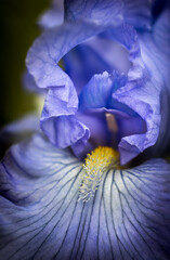 Macro of Purple iris