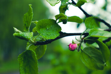 red rose bud