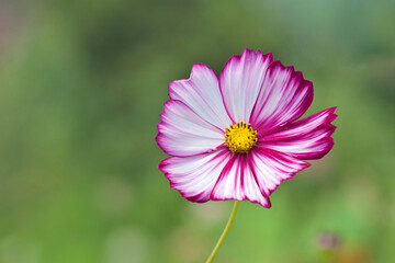 Fototapeta premium Colorful Cosmos Flower - Cosmos bipinnatus