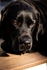 black labrador retriever