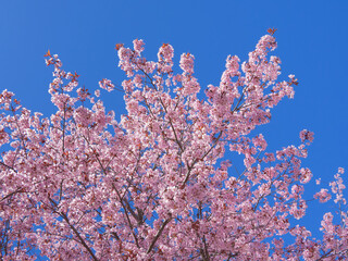 Cherry trees and sakura flowers in the center of Finnish Kerava town.
