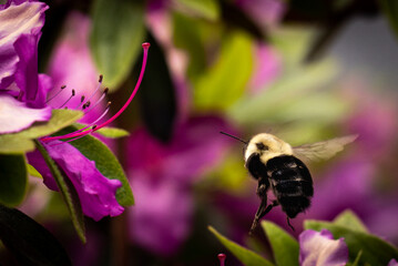 Bee approaching a flower