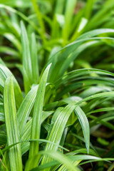 フレッシュな緑色の葉