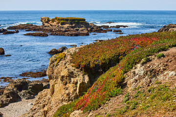 Fototapeta na wymiar Beach with cliffs and vibrant spring purple and green plants