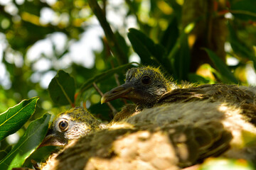 Young pigeons in a nest in spring