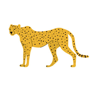Vector illustration of cheetah on a white background.. Big cat.