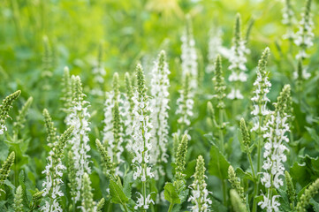 サルビアネモローサ