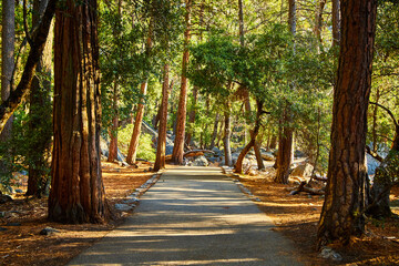 Clean paved hiking trail leading through forest of large pine trees and floor covered in pine...