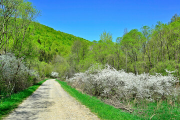 Picturesque forest road in the mountains in sunny spring day. Sunny day in the mountains.