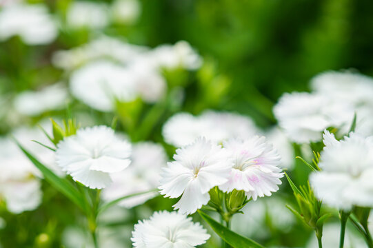 白いナデシコの花
