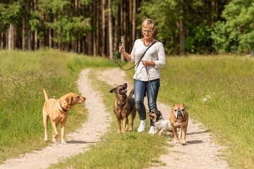 Dog sitter is walking  with many dogs on a leash. Dog walker with different dog breeds in the...