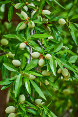 Detail of budding almonds on tree