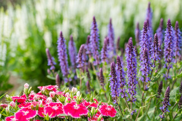 Naklejka premium ラベンダーセージ サルビア